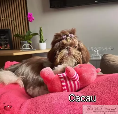Filhotes em seus novos lares