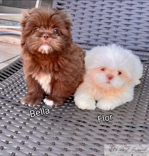 Filhotes em seus novos lares