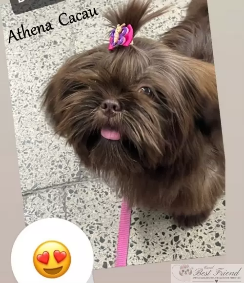 Filhotes em seus novos lares