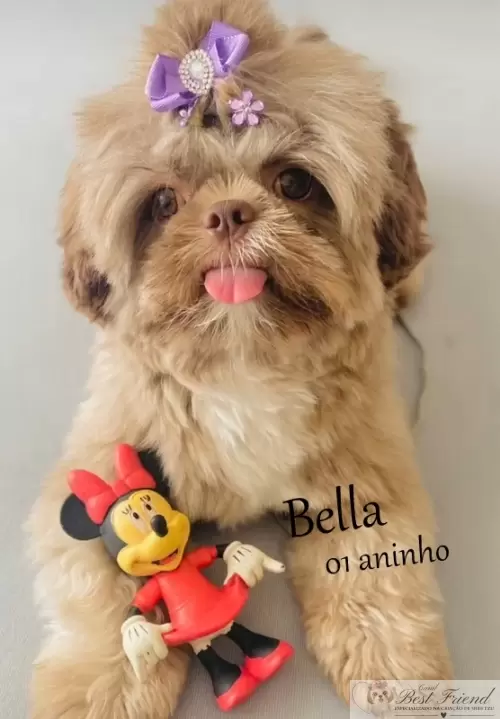 Filhotes em seus novos lares